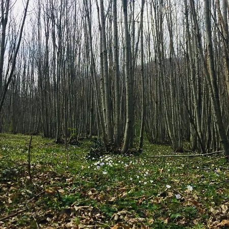 Apartament La Casa Nel Bosco Trecchina